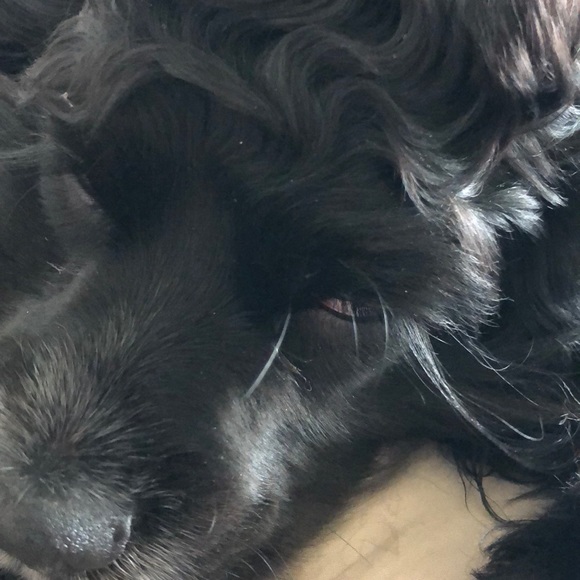 Meet your Posher, Tammy - Picture 1 of 1